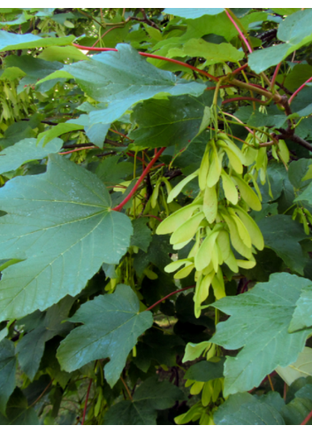 ACER pseudoplatanus