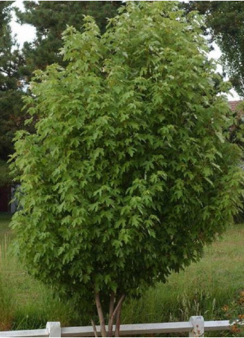 ACER saccharinum PYRAMIDALE