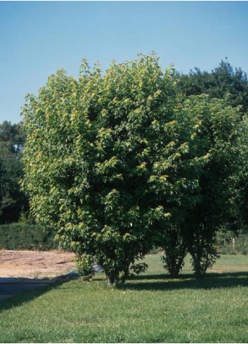 ACER saccharinum PYRAMIDALE