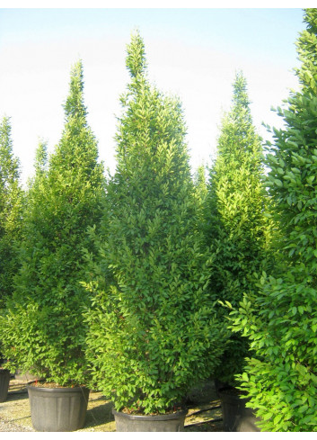 CARPINUS betulus FASTIGIATA