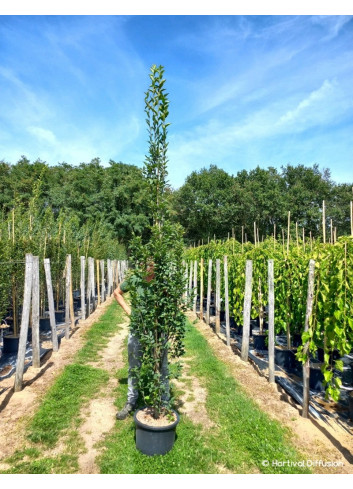 CARPINUS betulus FASTIGIATA En pot de 25-30 litres forme baliveau