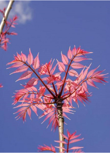 CEDRELA sinensis FLAMINGO