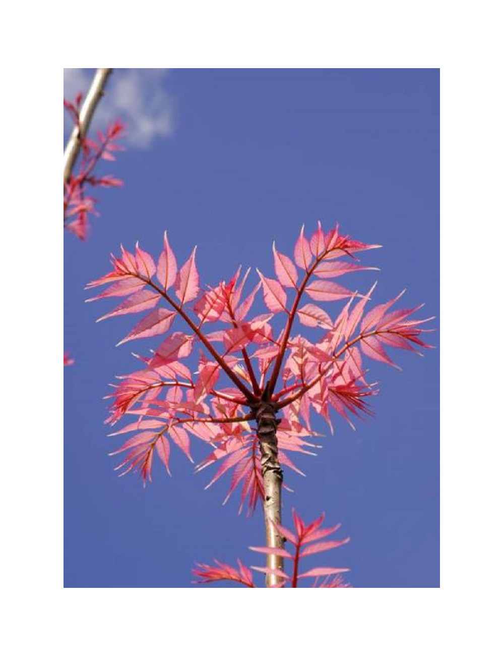 CEDRELA sinensis FLAMINGO