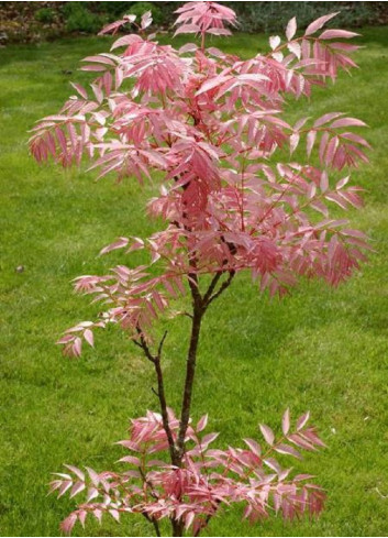 CEDRELA sinensis FLAMINGO