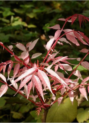 CEDRELA sinensis FLAMINGO