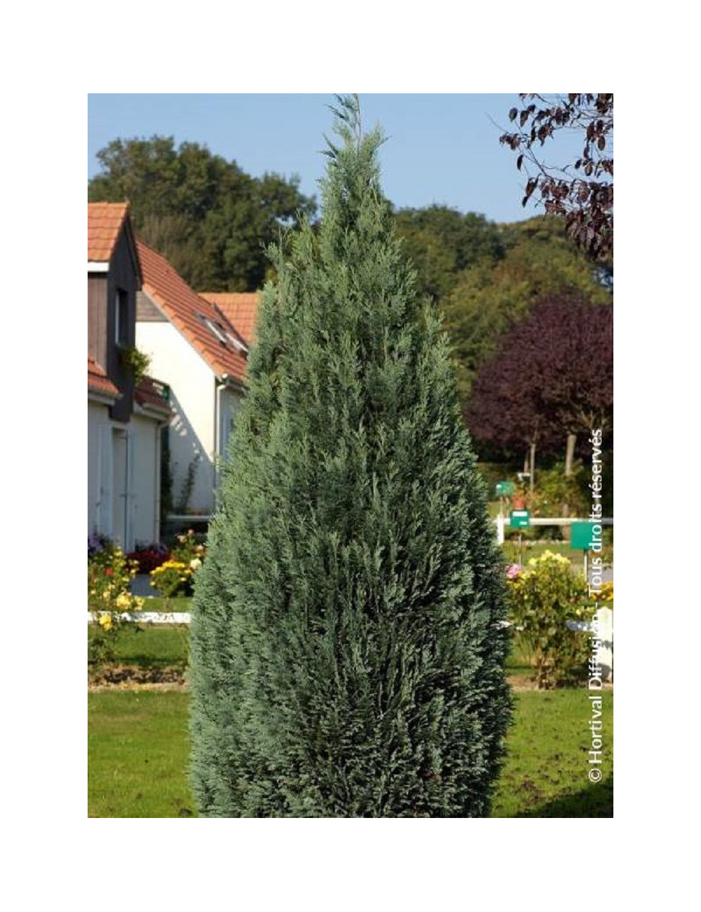 CHAMAECYPARIS lawsoniana COLUMNARIS