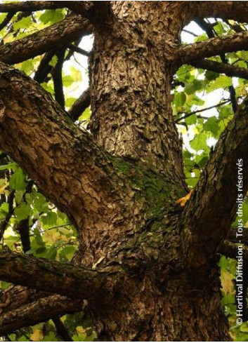 CORYLUS colurna