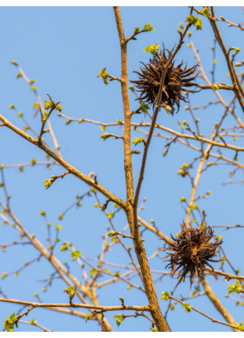 CORYLUS colurna