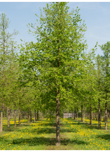 CORYLUS colurna