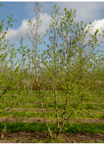 CORYLUS colurna