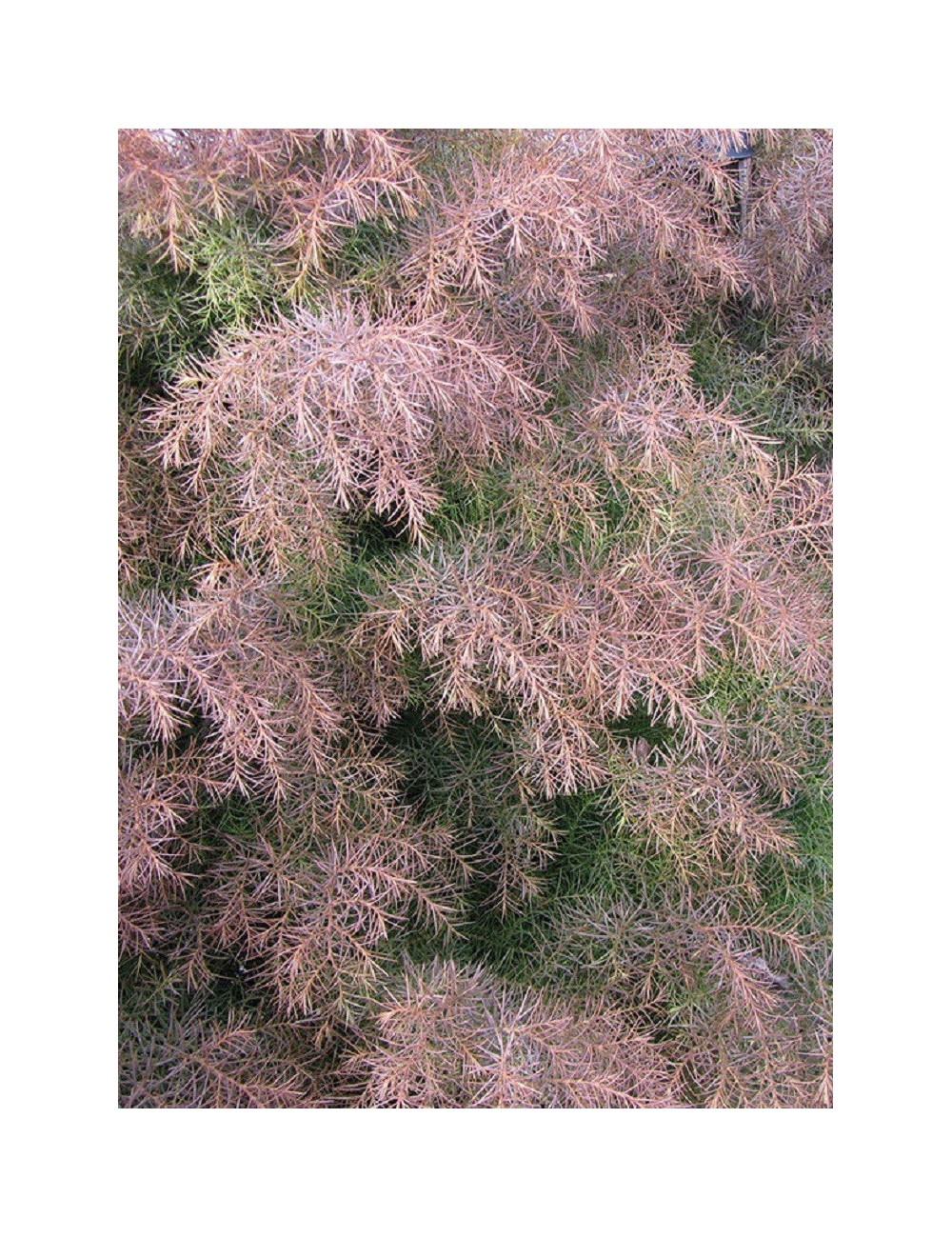 CRYPTOMERIA japonica ELEGANS