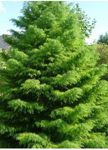 CRYPTOMERIA japonica ELEGANS