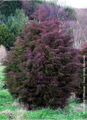 CRYPTOMERIA japonica ELEGANS