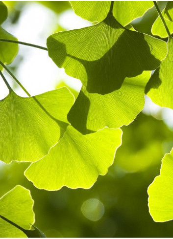 GINKGO biloba