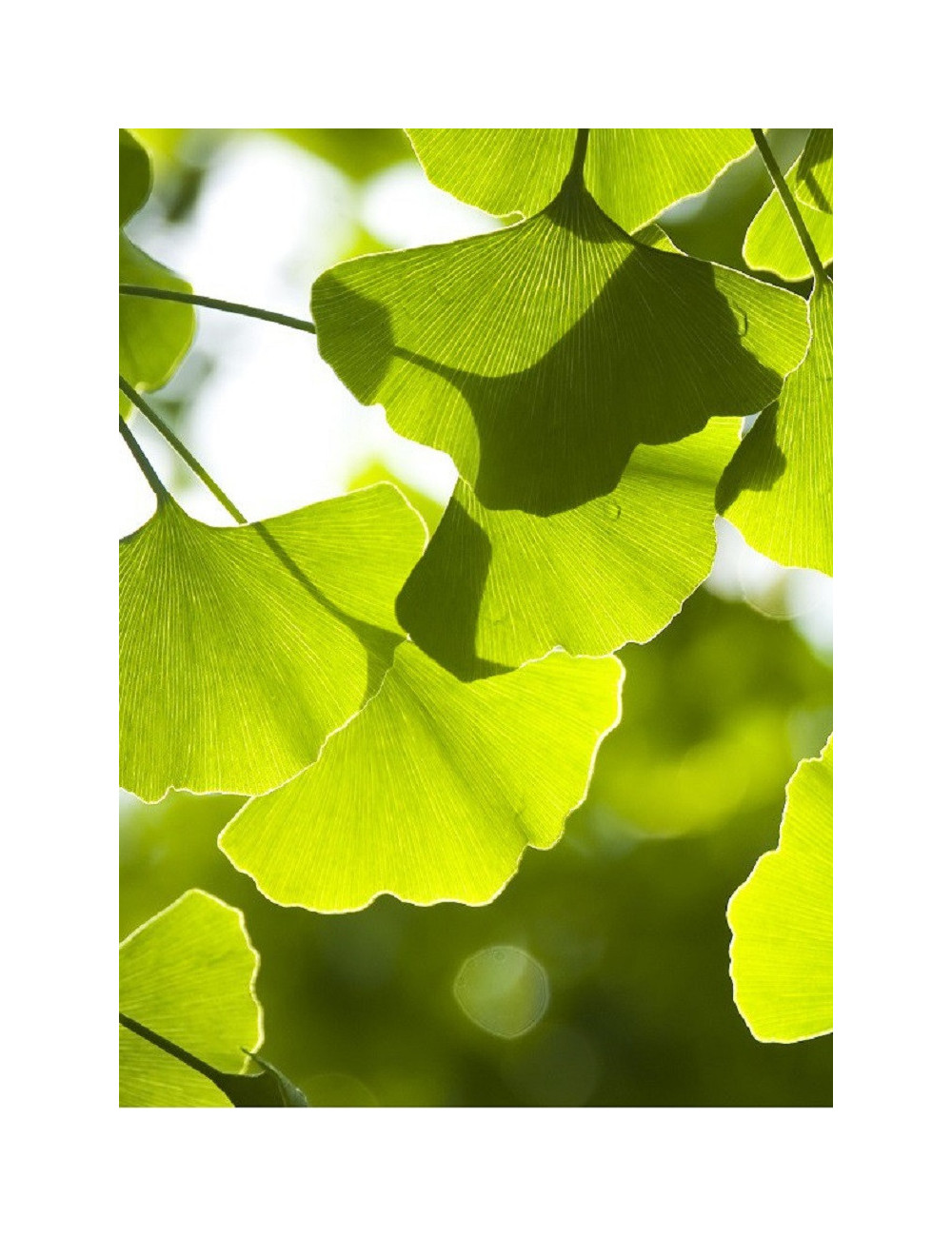 GINKGO biloba