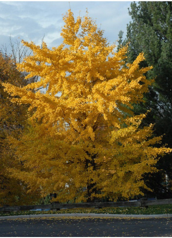 GINKGO biloba