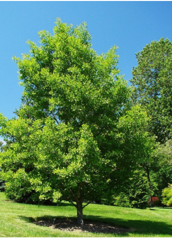 GINKGO biloba