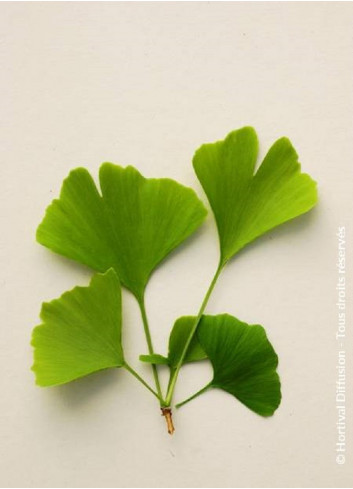 GINKGO biloba