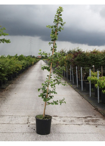 GINKGO biloba En pot de 15-20 litres forme baliveau