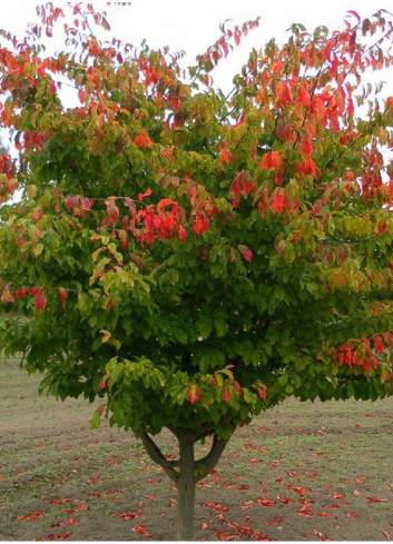 PARROTIA persica