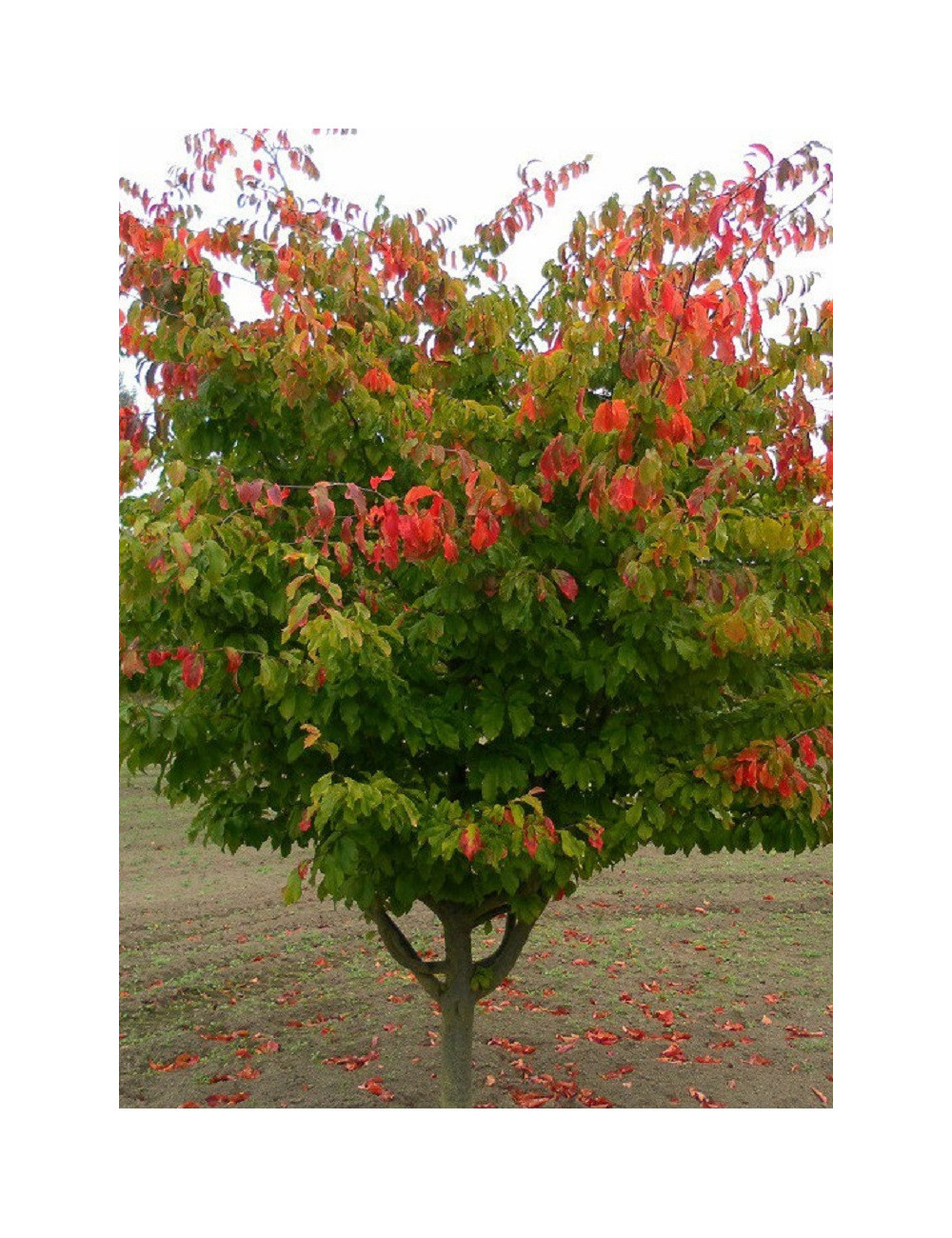 PARROTIA persica