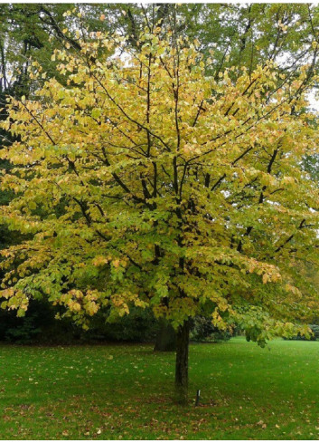 PARROTIA persica