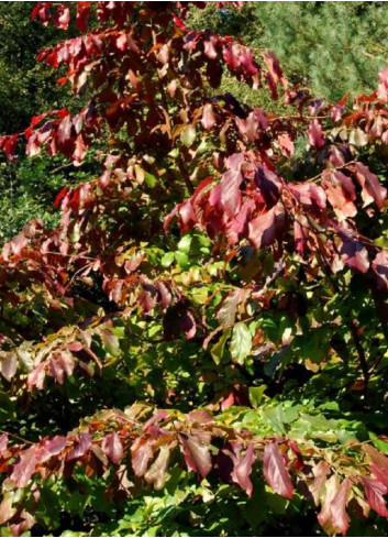 PARROTIA persica