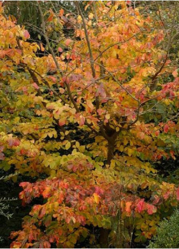 PARROTIA persica