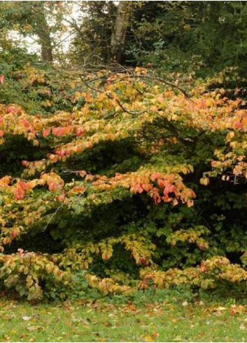 PARROTIA persica