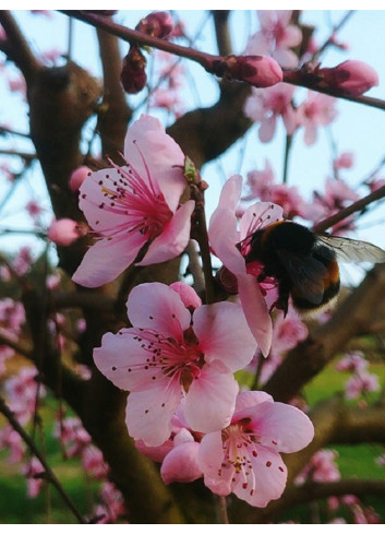 PÊCHER DE VIGNE