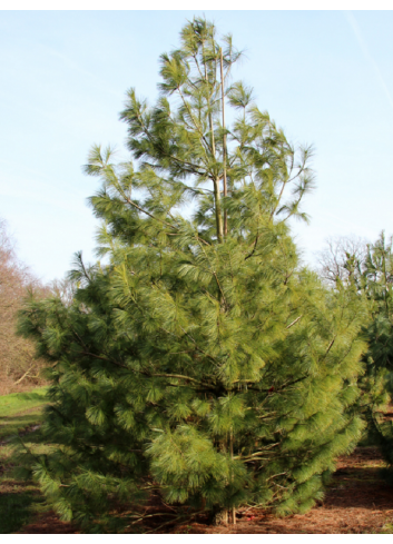 PINUS griffithii