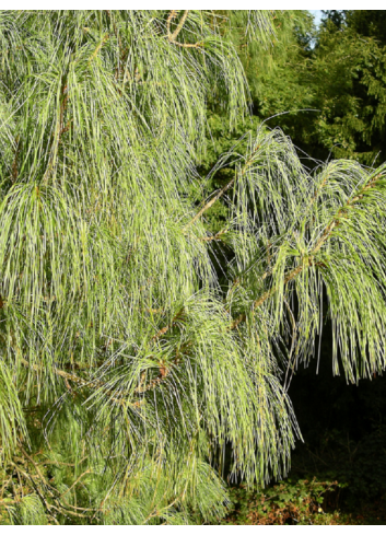 PINUS griffithii