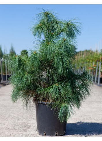 PINUS griffithii En pot de 15-20 litres