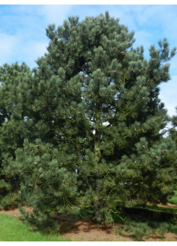 PINUS nigra ssp. nigra