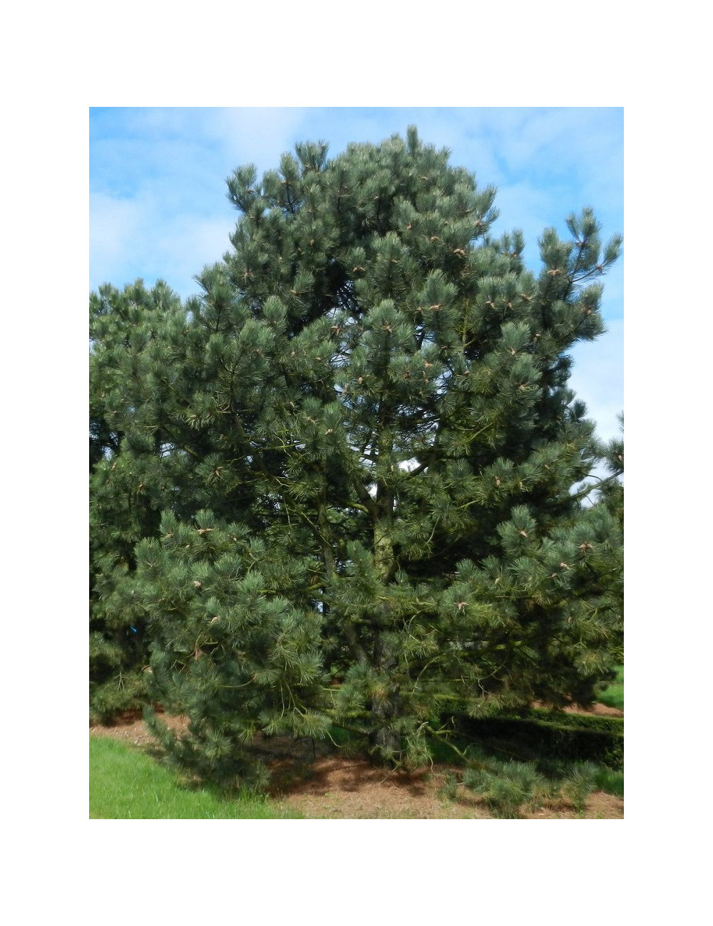 PINUS nigra ssp. nigra