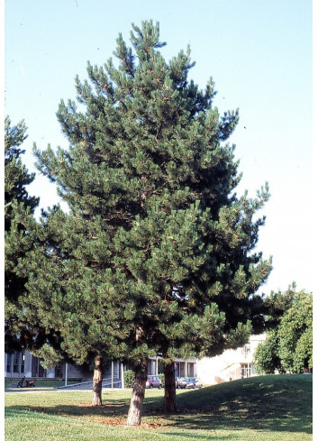 PINUS nigra ssp. nigra