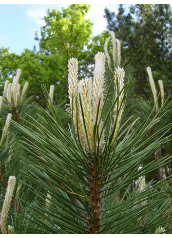 PINUS nigra ssp. nigra