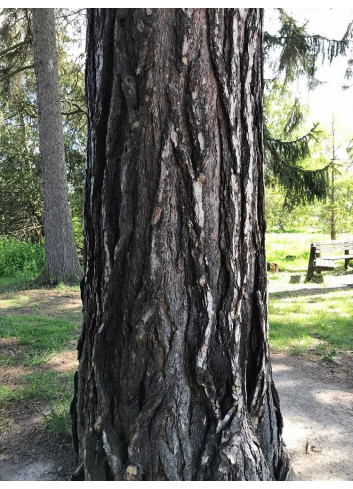 PINUS nigra ssp. nigra