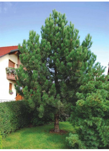 PINUS nigra ssp. nigra