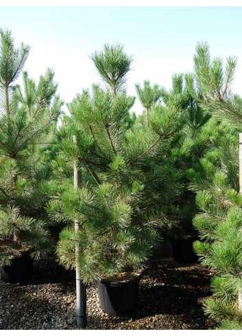 PINUS nigra ssp. nigra En pot de 35-50 litres