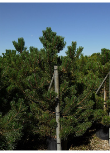 PINUS nigra ssp. nigra En pot de 35-50 litres