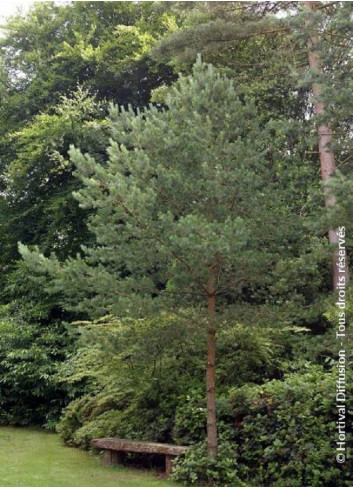 PINUS sylvestris