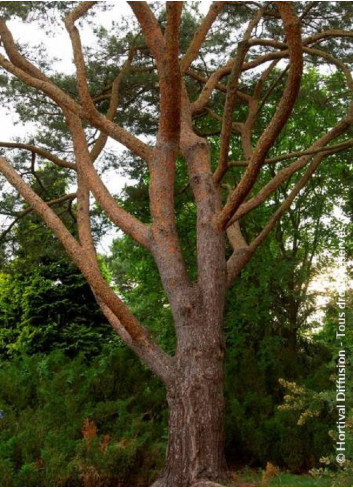 PINUS sylvestris