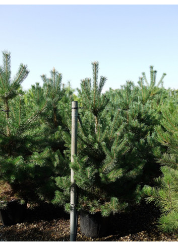 PINUS sylvestris En pot de 35-50 litres