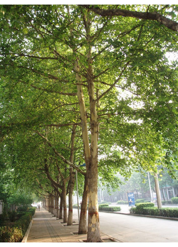 PLATANUS acerifolia