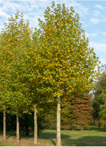 PLATANUS acerifolia