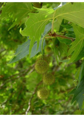 PLATANUS acerifolia