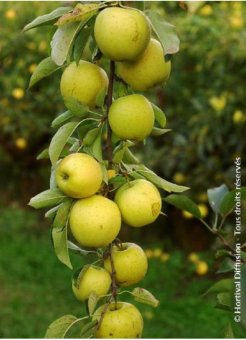 POMMIER GOLDEN DELICIOUS