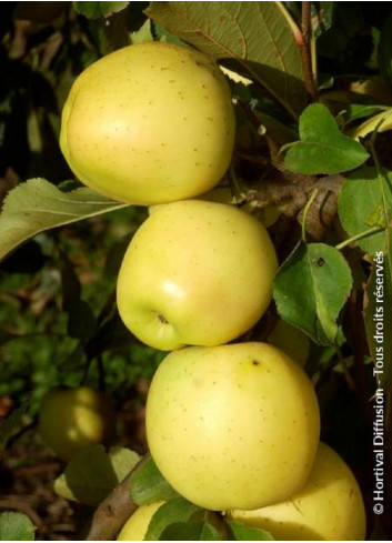 POMMIER GOLDEN DELICIOUS