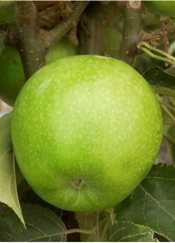 POMMIER GRANNY SMITH